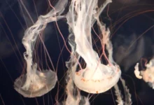 10 معلومات غريبة عن الحيوانات ستصيبك بالذهول !